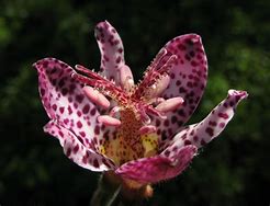 Image result for Japanese Maple Leaf Blossom