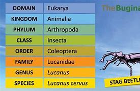 Image result for Animal Classification Key Worksheet