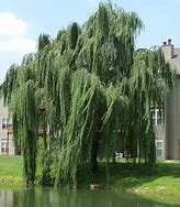 Image result for Weeping Willow Buds