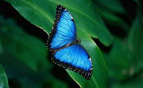 Image result for Blue Watercolor Butterfly Wallpaper