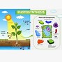 Image result for Photosynthesis Process Vector