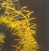 Image result for Algae Photosynthesis