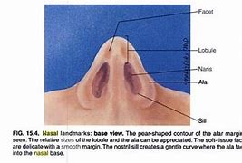 Image result for Body Parts Nose