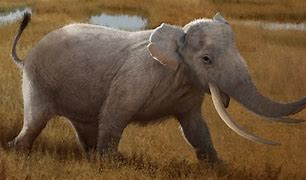 Image result for Sicilian Dwarf Elephant