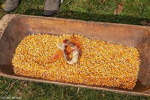 Image result for Harvesting Corn On the Cob