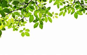 Image result for Jugnle Effects Transparent Background Leaves