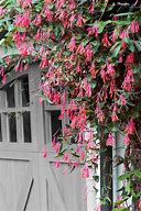 Image result for Shade Flowering Vines