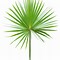 Image result for Single Palm Leaf