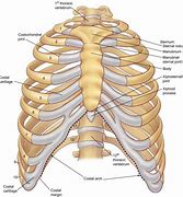 Image result for Rib Cage Lungs Anatomy