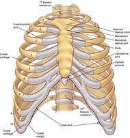 Image result for Right Side Rib Cage Anatomy