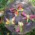 Image result for Leaf Art Picturesby Joining the Leaf