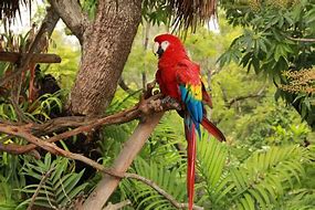 Image result for Rainforest Animals Habitat Coloring Pages