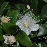 Image result for Myrtaceae