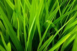 Image result for Blades of Grass Halloween Cartoon