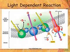 Image result for Light-Dependent Reaction