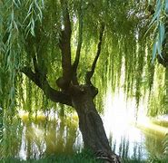 Image result for Ethereal Willow Tree