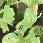 Image result for Lesser Striped Flea Beetle