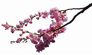 Image result for Tree Branch Background.png