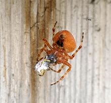 Image result for Cat-Faced Orb Weaver Spider