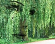 Image result for Weeping Willow Tree Harry Potter