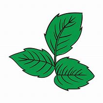 Image result for 3-Ranked Leaves