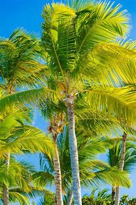 Image result for Tropical Palm Leaves