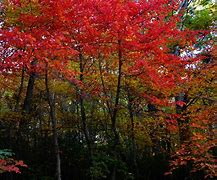 Image result for Fall Foliage Salem Croft Inn Massachusetts