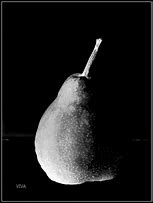 Image result for Pear Silhouette