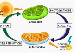 Image result for Cellular Respiration Energy Diagram