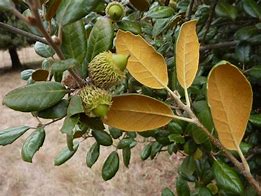 Image result for Australian Oak Tree