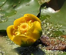 Image result for Colorado Water Lily