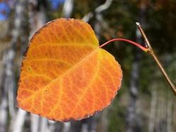 Image result for Stock Image of Aspen Leaf