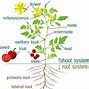 Image result for Apple Tree Life Cycle