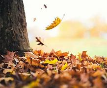 Image result for Fall Leaves Trees Background