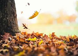 Image result for One Leaf Falling Down From a Tree