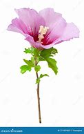 Image result for Where to Plant Rose of Sharon