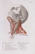 Image result for Basic Anatomy Anatomical