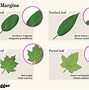 Image result for Leaf Arrangement of Grass