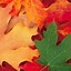 Image result for Autumn Wallpaper Android