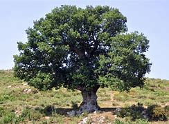 Image result for Tree as a Symbol