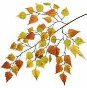 Image result for Birch Tree Branch Clip Art