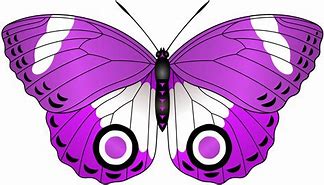 Image result for Butterfly Air Logo