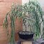 Image result for Weeping Willow Bonsai Tree