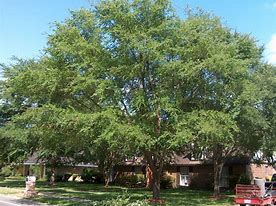 Image result for Blooming Elm Tree