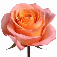 Image result for Coral Colored Roses