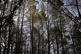 Image result for Pine Tree Forest Silhouette