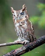 Image result for Brown Eastern Screech Owl