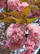 Image result for Cherry Blossoms with Cherries