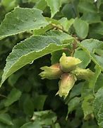 Image result for Hazelnut Tree Fruit