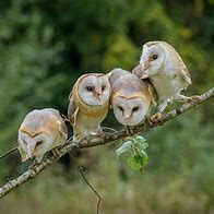 Image result for Super Cute Owls